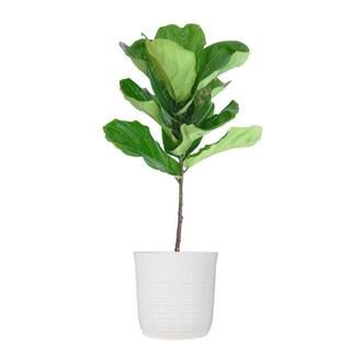 Ficus Lyrata Standard Tree Plant in 10 in. Decor White Pot 24 in. - 30 in. Tall | The Home Depot