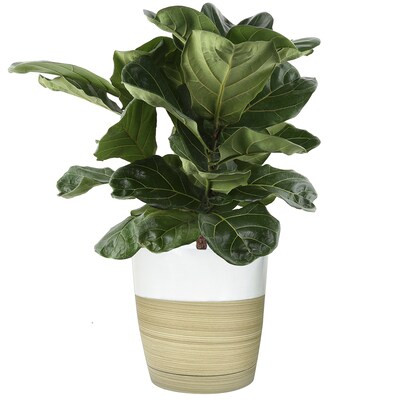 Costa Farms Fiddle Leaf Fig House Plant in 10-in Pot | Lowe's