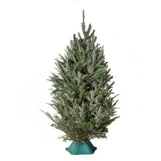 national PLANT NETWORK 5 ft. Freshly Cut Fraser Fir Real Christmas Tree HD9064 - The Home Depot | The Home Depot