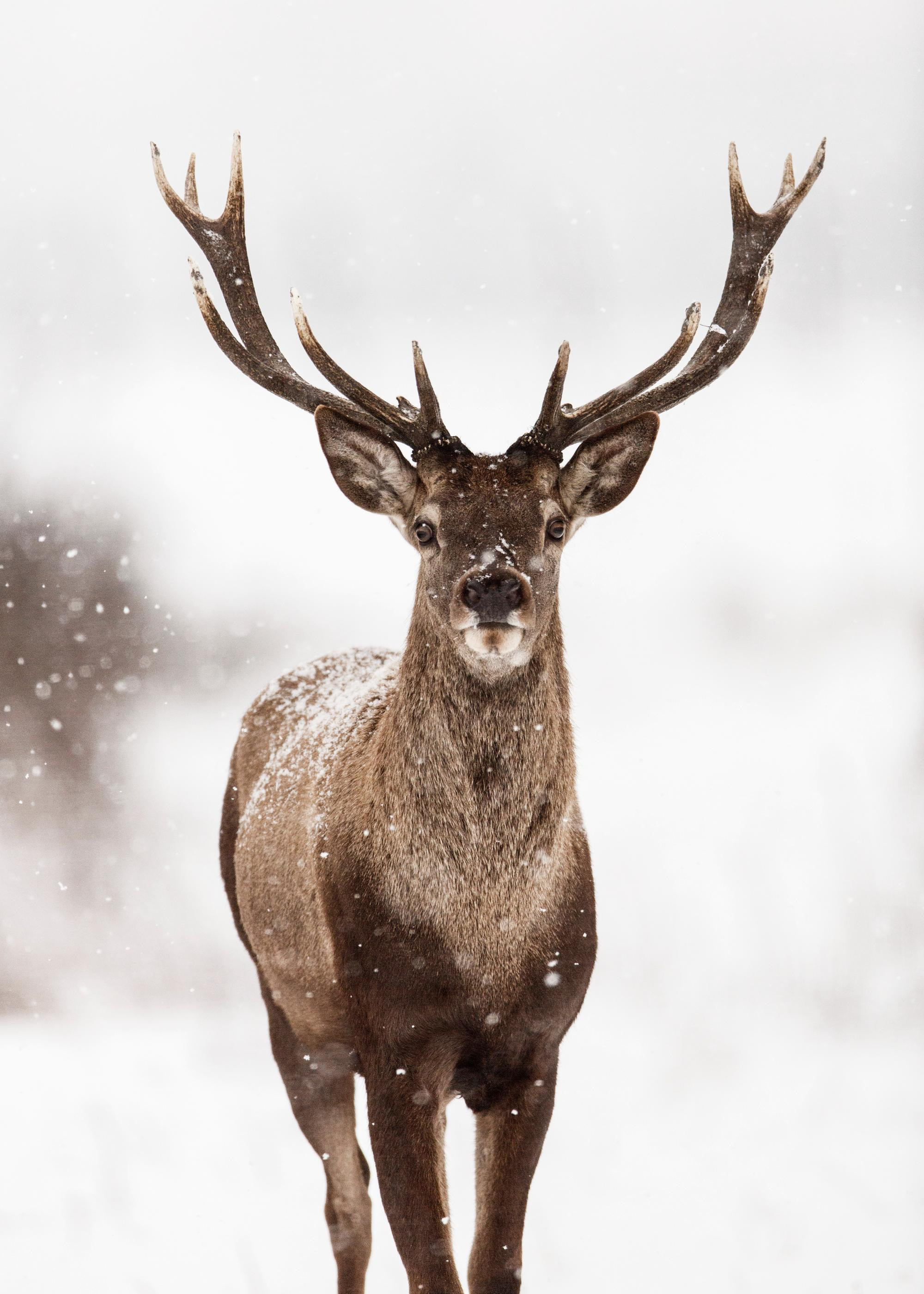 Deer Winter Landscape Print | Desenio