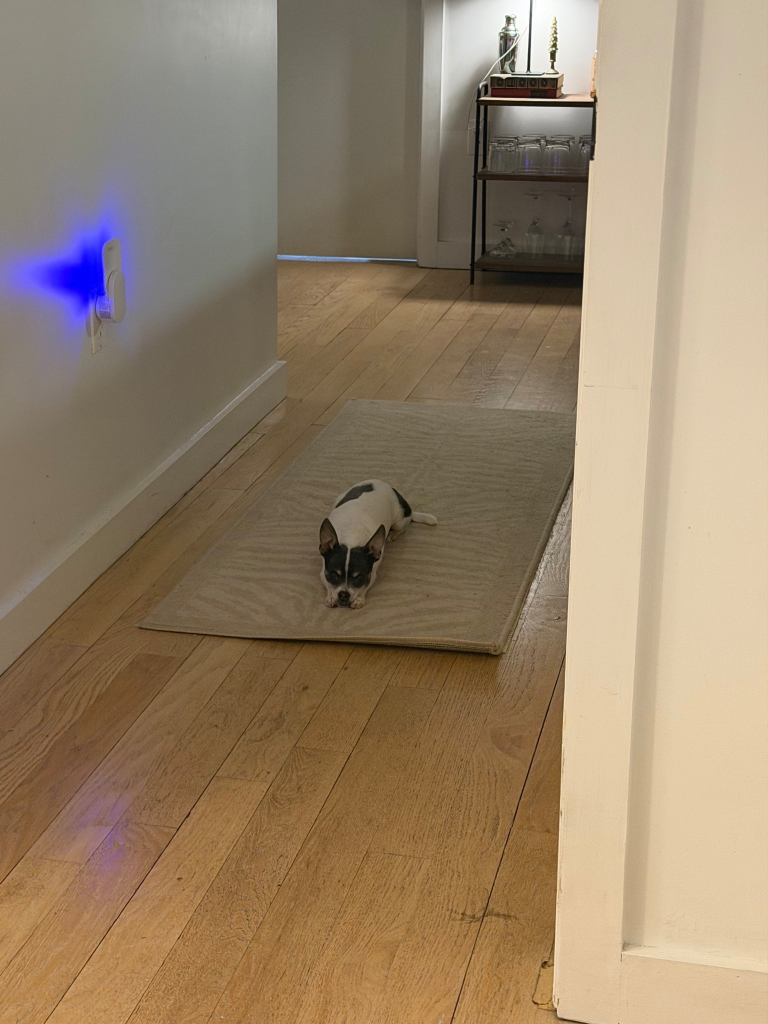 my zebra print runner rug🍨 I love her. I linked two similar options!

#LTKHome