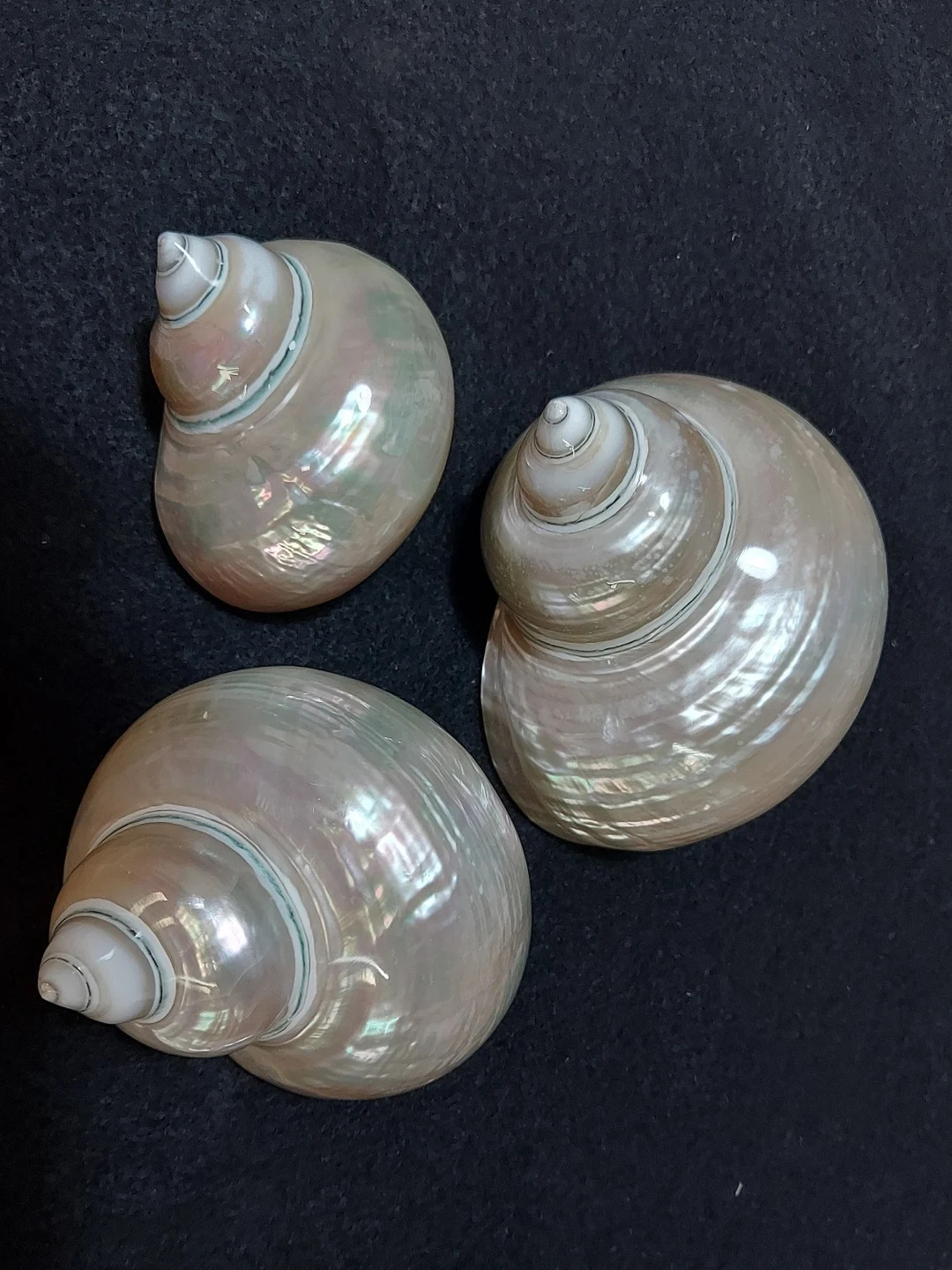 Pearlized Jade Turbo Shell: Jumbo Hermit Crab Habitat (1 7/8-2 1/8 Inch) - Etsy | Etsy (US)