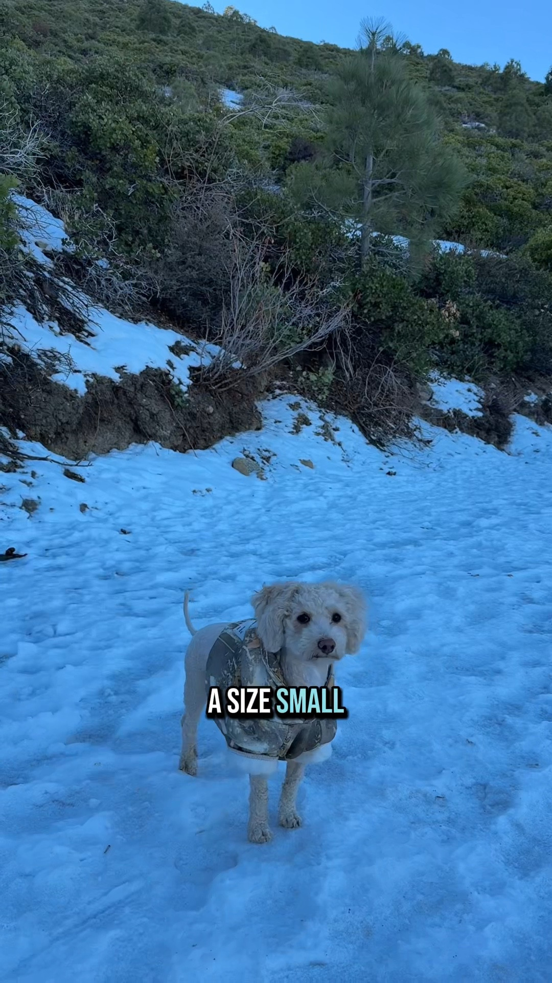 Comfrt paws camo hoodie in Adirondack 🐾🤩🥹 

Moosh is wearing a small and she’s 12 pounds. 
Kay is wearing large on top and xl on the bottom. He’s 224 and 5’8  

#LTKMens #LTKFindsUnder50 #LTKSeasonal