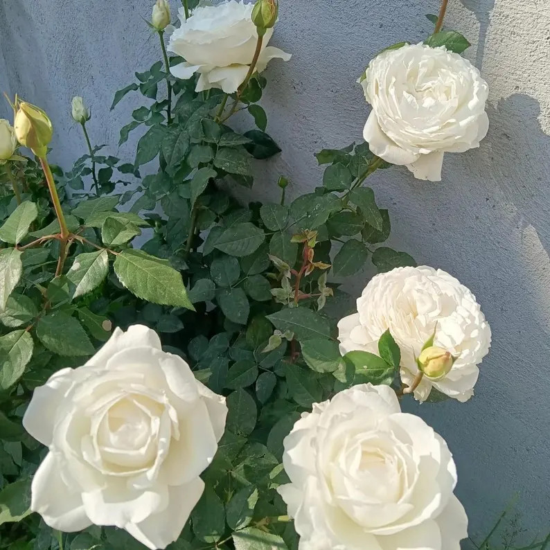 Princess tenko. 天宫公主 rose plant  . | Etsy (US)