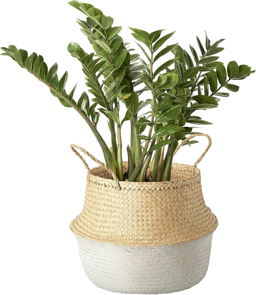 Artera Woven Seagrass Plant Basket - Wicker Belly Basket Planter Indoor with Plastic Liner and Ha... | Amazon (US)
