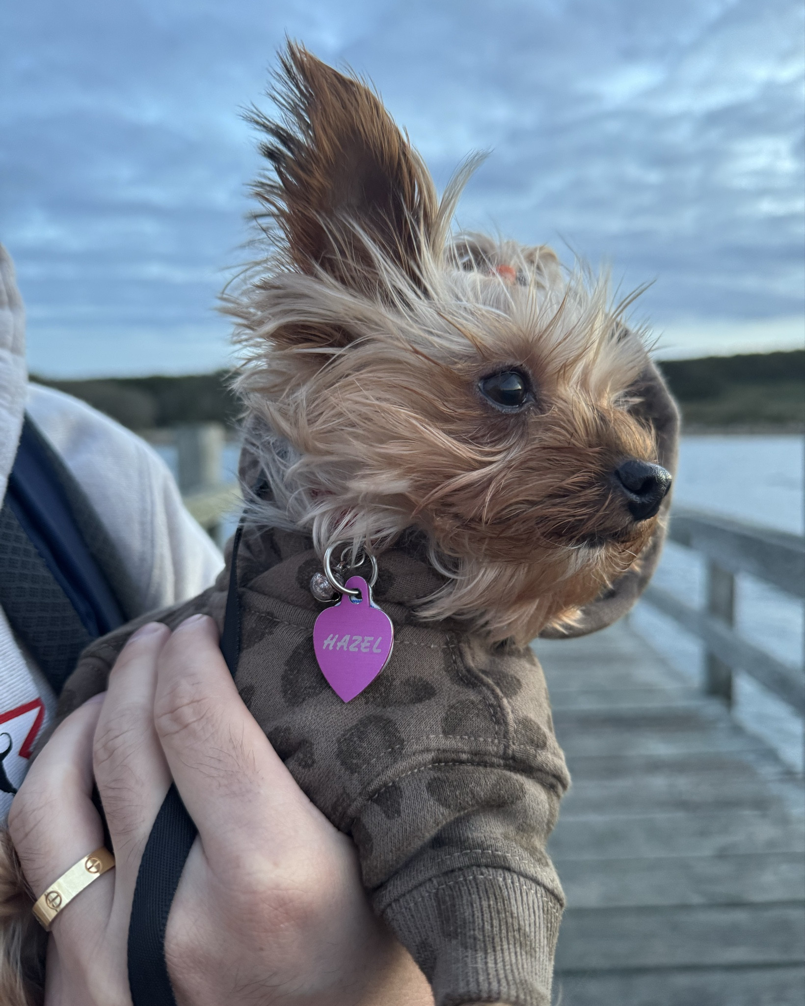Cutest hoodie for your pup!! When I saw Abercrombie had dog clothes I immediately added to cart! You can also get a matching one 🤭 #abercrombie 

#LTKStyleTip #LTKPets #LTKSaleAlert