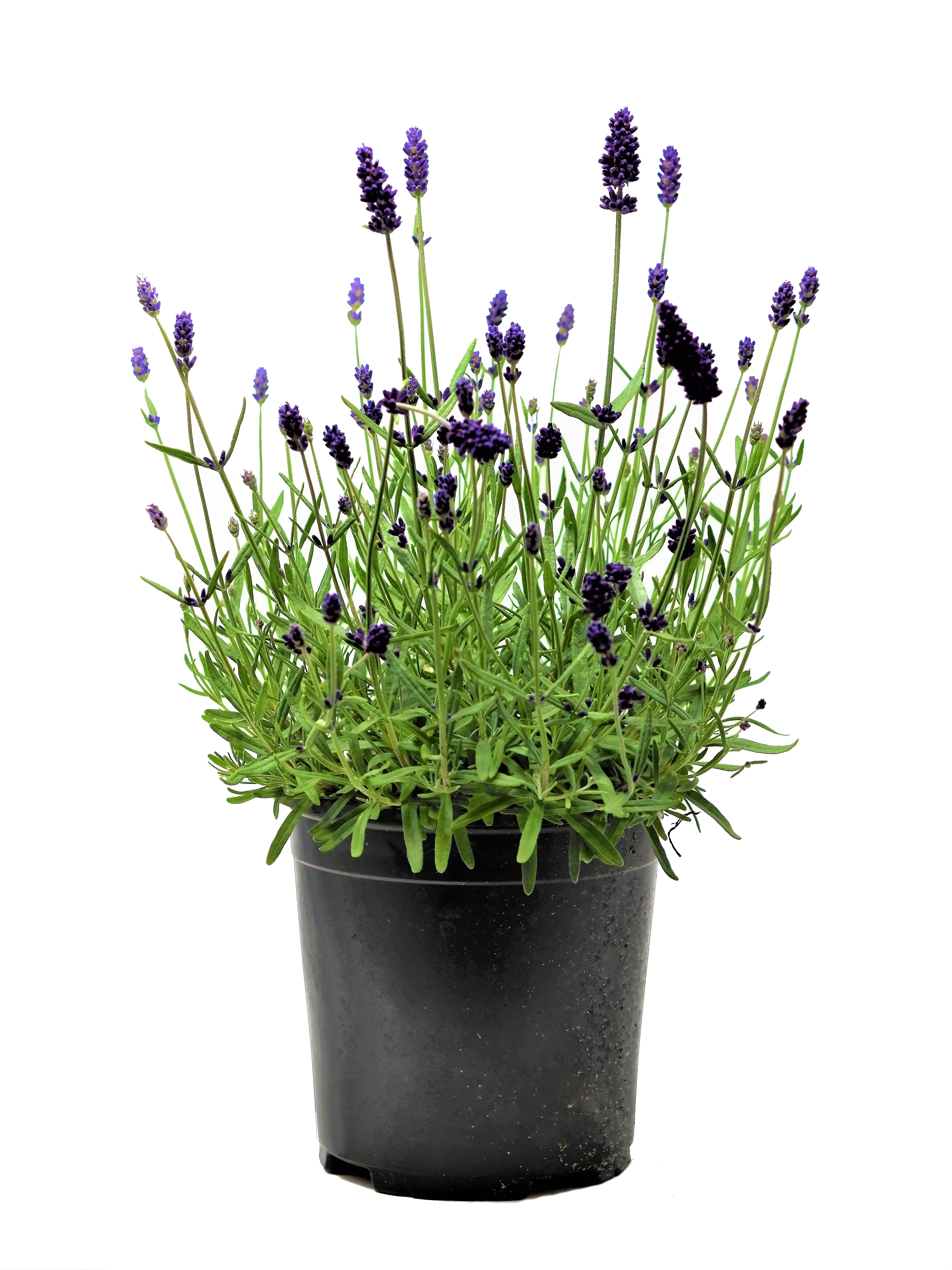 Expert Gardener Outdoor Live Plant Lavender Lavance Deep Purple 2QT, Full Sun - Walmart.com | Walmart (US)