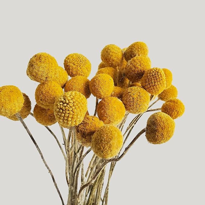 Beau Jour Dried Craspedia Yellow Billy Balls 40 Stems, 1-1.5 inch in Diameter, Dried Flower Branc... | Amazon (US)