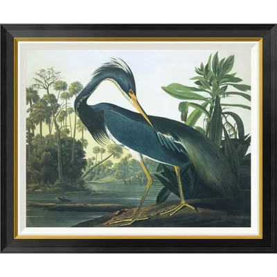 Maywood Louisiana Heron by John James Audubon - Picture Frame Print on Canvas | Wayfair North America