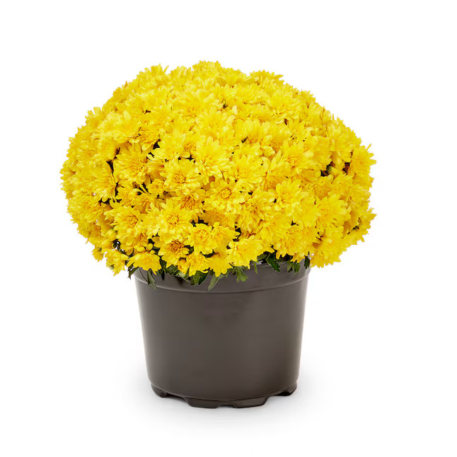 Lowe's Yellow Mum in 3-Quart Pot | Lowe's