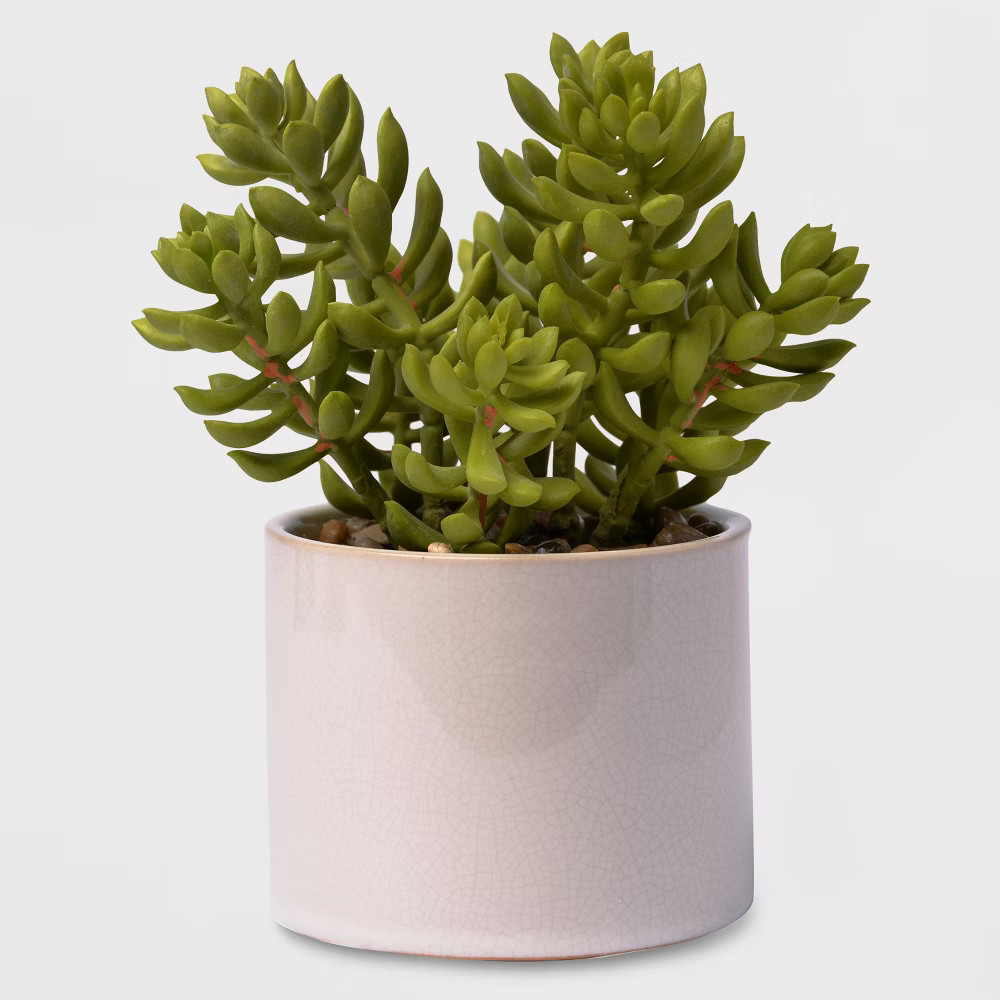 9.5"" Potted Jade Plant - Lloyd & Hannah, Green | Target