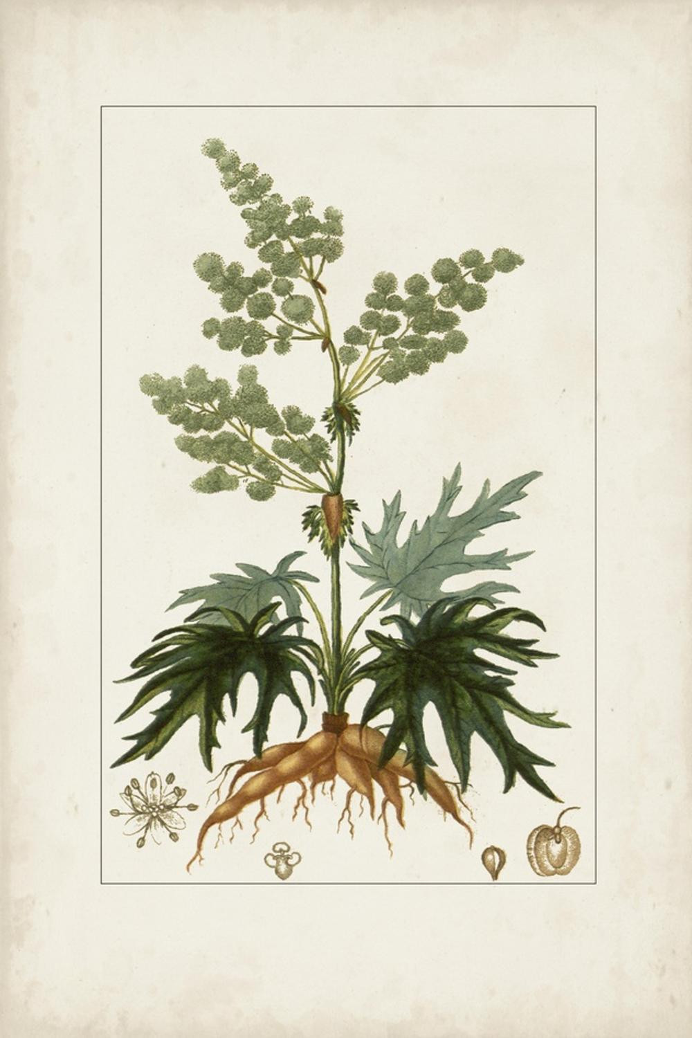 Antique Turpin Botanical III Art Print by Turpin, 16" x 24", Sold by Art.com | Walmart (US)