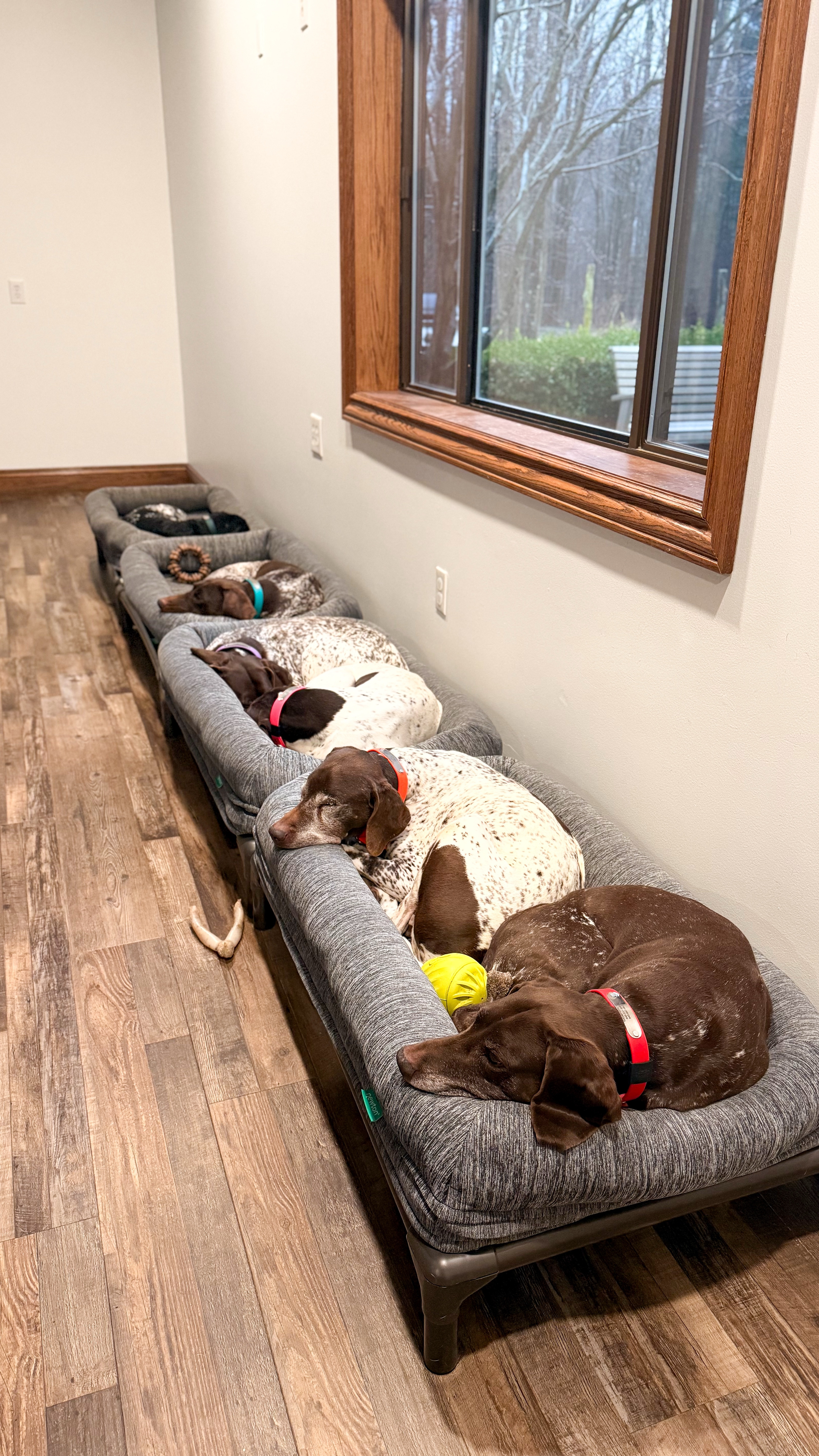 Newton dog beds 25x39
on Kuranda elevated beds 25x40



#pets # dogbed

#LTKHome