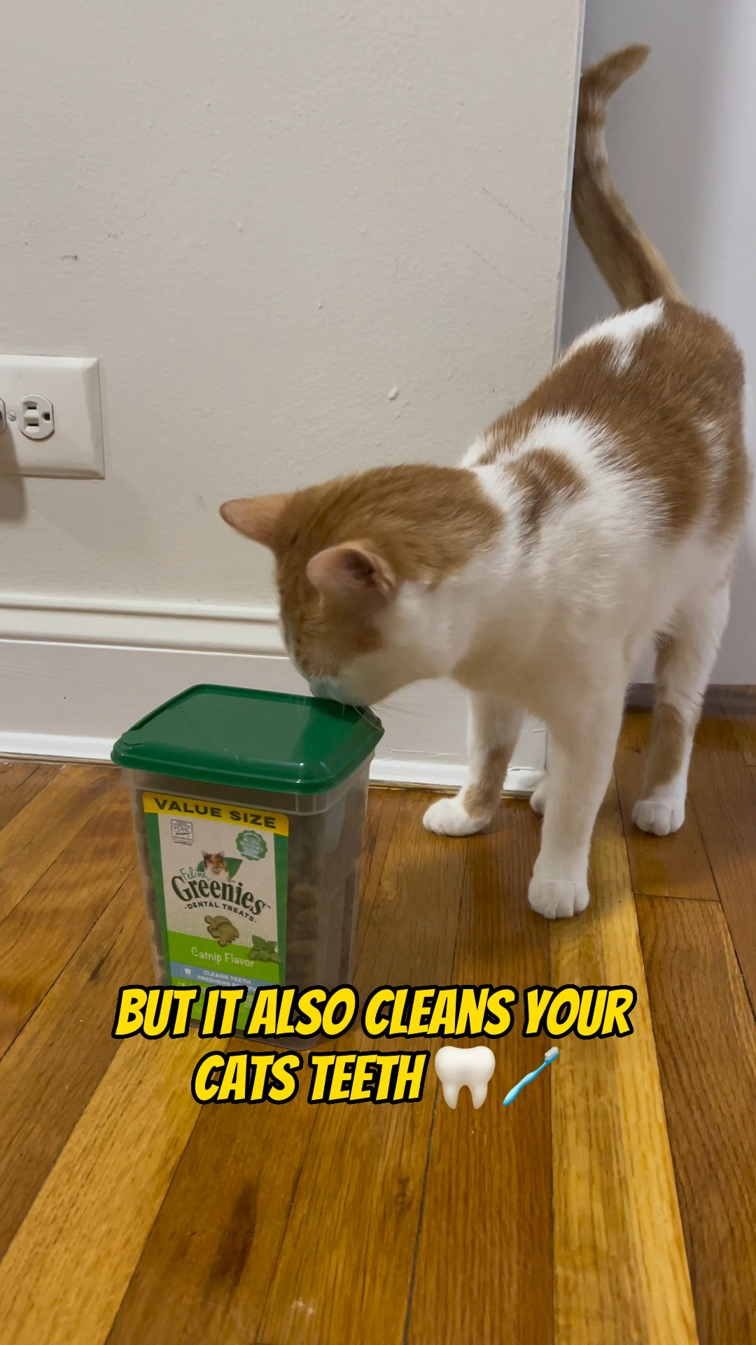 Does your cat’s breath smells bad? Try this one! This is the one we got for him and so far it’s working 😊 


#cat #pet #cats #cattreats 

#LTKsalealert #LTKFind #LTKunder50