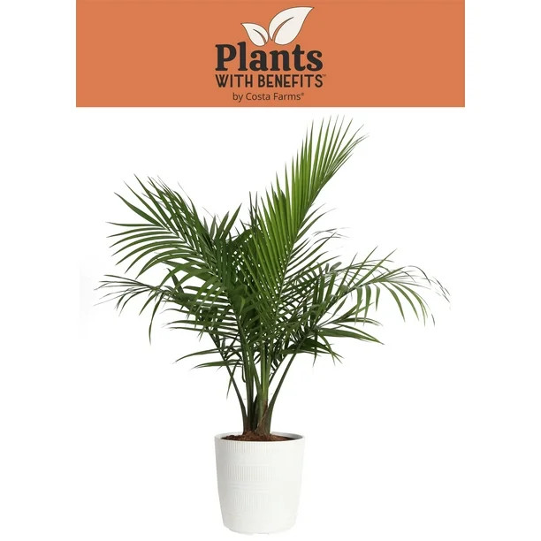 Costa Farms Plants with Benefits Live Indoor 36in. Tall Green Majesty Palm Tree; Bright, Indirect... | Walmart (US)
