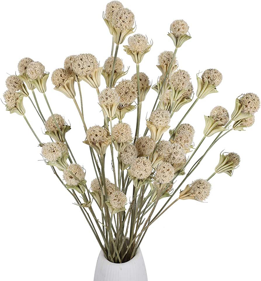 XHXSTORE 36 Balls Natural Dried Flowers Bouquet Craspedia Billy Button Flowers Stems Christmas Dr... | Amazon (US)