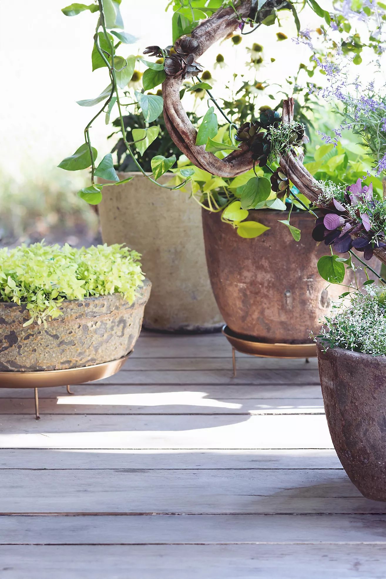 Solid Brass Plant Stand, Short | Anthropologie (US)