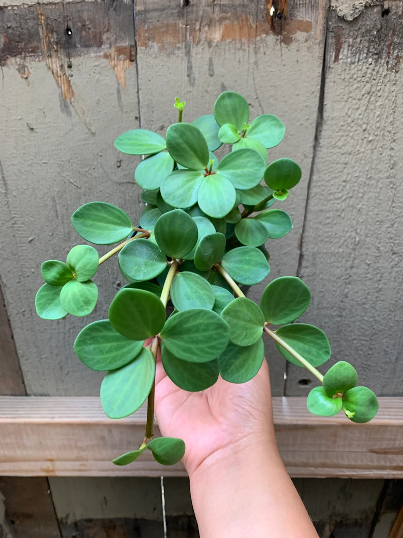 Peperomia Hope 4inch pot| Rare Peperomia Rotundifolia| Vining Plant| Trailing Plant| Easy Housepl... | Etsy (US)