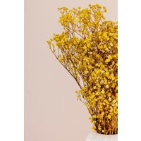 Baby's Breath - Preserved Yellow Gypsophila Bouquet Dried Flowers | Etsy (US)