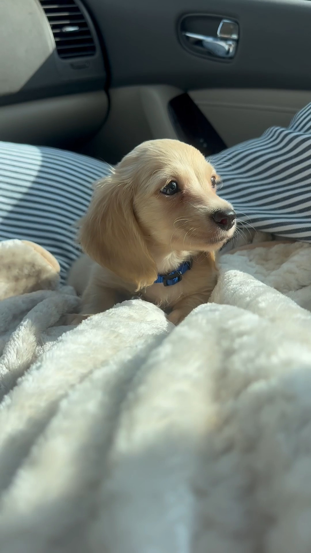 car dog bed, long hair dachshund, dog things, puppy, 8 week old 🐶🐾

#LTKU #LTKPets