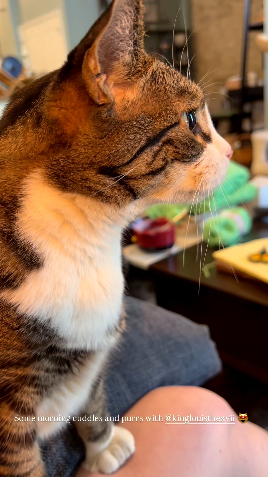 Do you have a cuddly little furbaby like my Louis? Here are a handful of my go to cat supplies to make your life easier: 

#LTKFamily #LTKHome #LTKPets