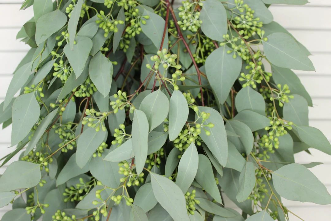 Seeded Eucalyptus 5-7 Stems per Bunch - Etsy | Etsy (US)
