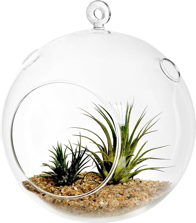 7-Inch Large Clear Glass Hanging Air Plant Terrarium Ball/Votive Candle Holder w/Flat Base & Loop... | Amazon (US)