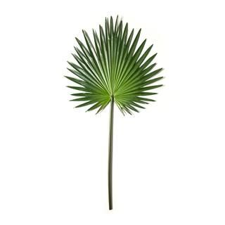 Tropical Fan Palm Stem by Ashland® | Michaels Stores