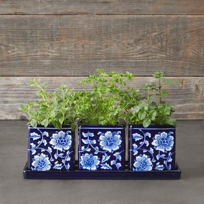 Blue &amp; White Ceramic Herb Tray with Pots, Set of 3 | Williams-Sonoma