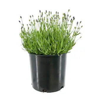 undefined 1.5 -Gallon Lavender Lavender a. Blue 1 -Pack | Lowe's