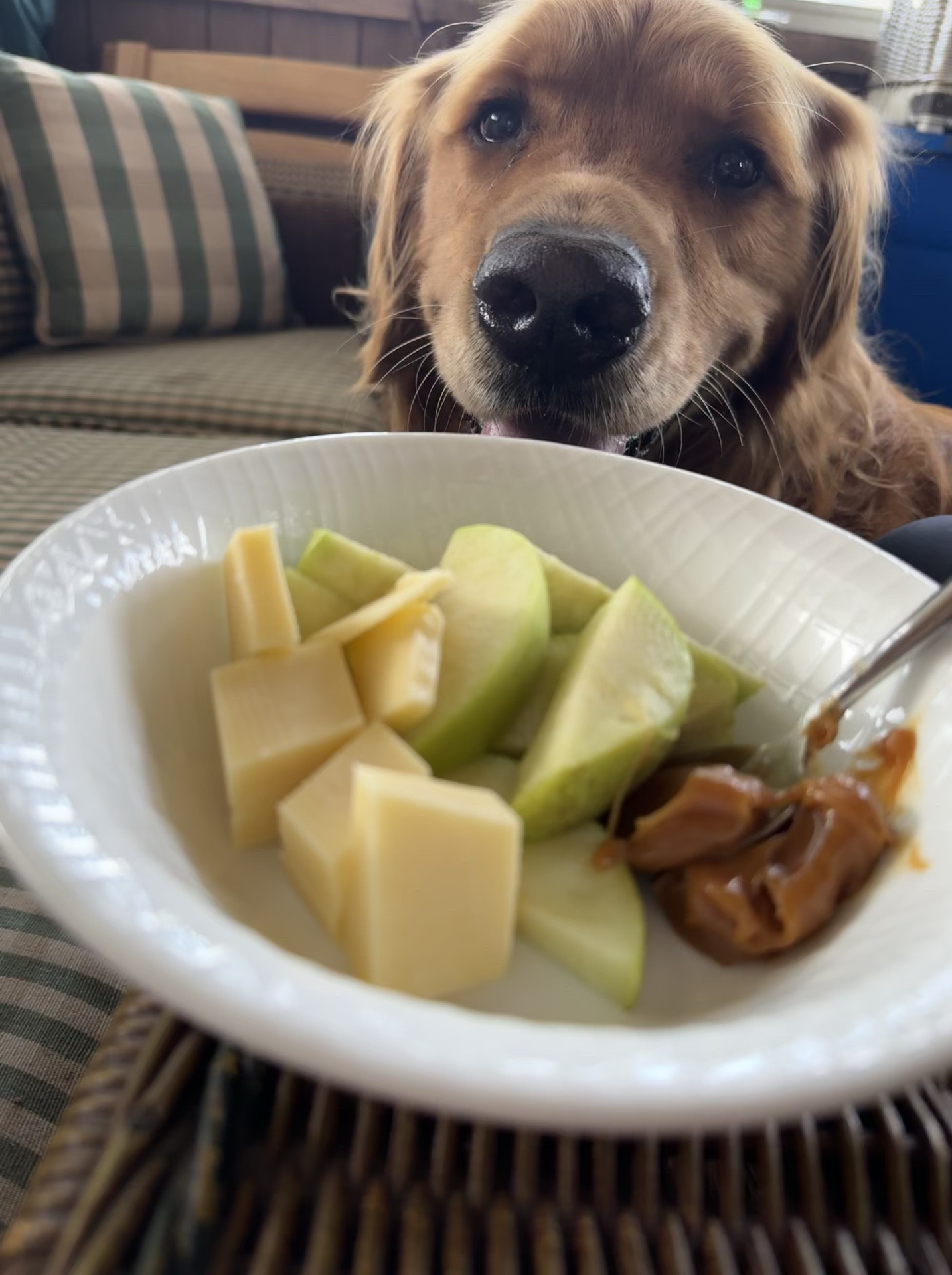 When you + your doggie have the same favorite snack! #goldenretriever #dogmom 

#LTKVideo #LTKHome #LTKFamily