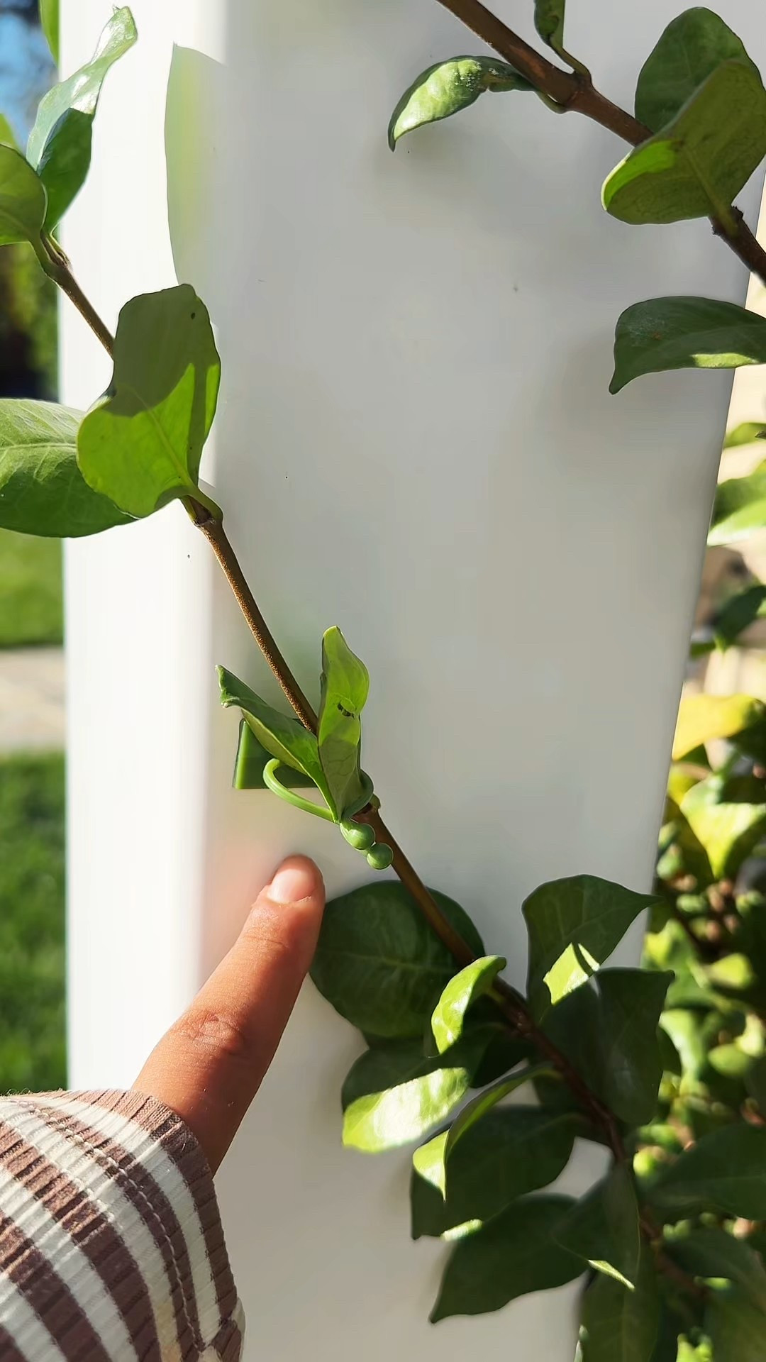 plant clips to tell plants where to go!!

#LTKHome #LTKSeasonal