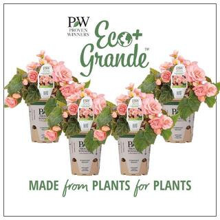 4.25 in. Eco+Grande, Double Delight Blush Rose (Begonia), Live Plant, Pink Flowers (4-Pack) | The Home Depot