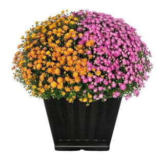 METROLINA GREENHOUSES 1 Gal. Square Deco Planter Orange and Purple Mum Chrysanthemum Perennial Pl... | The Home Depot