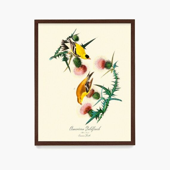 Goldfinch Print Audubon Bird Print Ornithological Art Print | Etsy | Etsy (US)