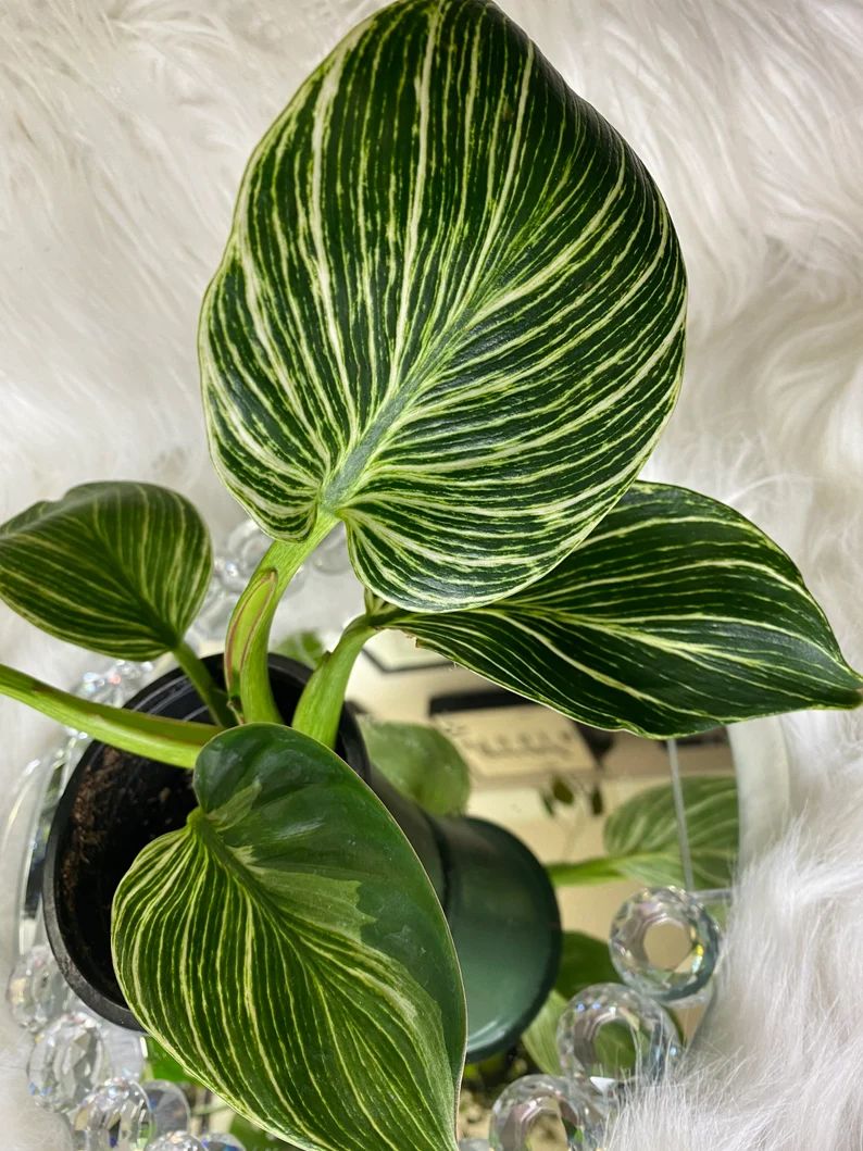 Philodendron Birkin  Variegated Leaf  4 Pot | Etsy Canada | Etsy (CAD)