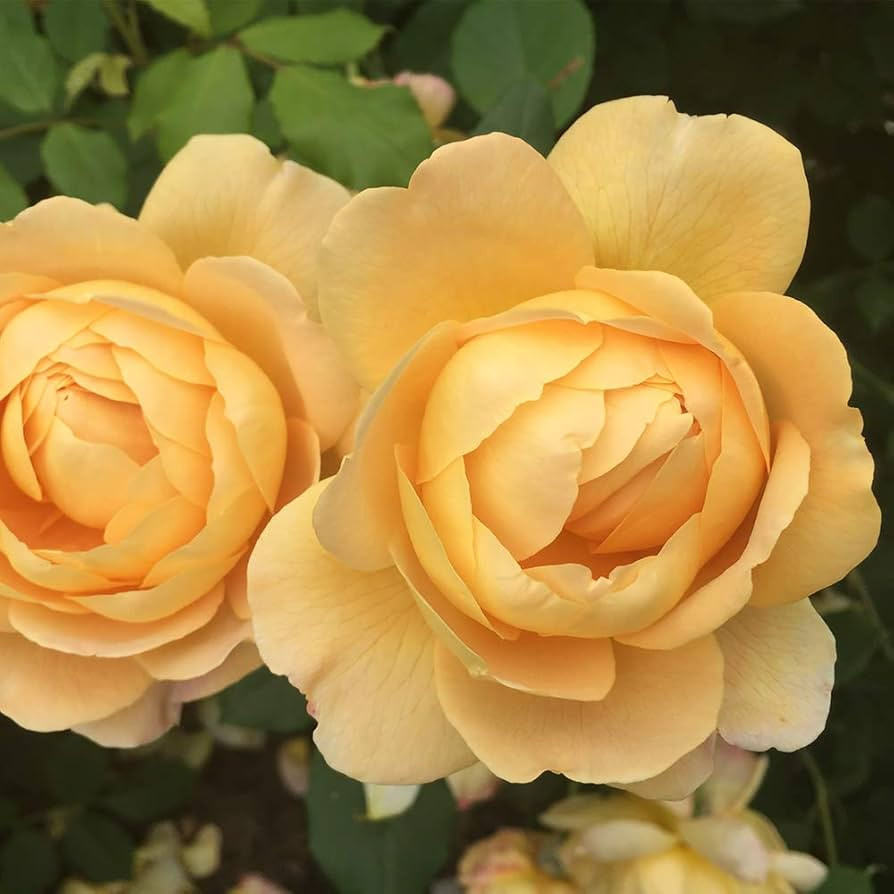 Heirloom Roses David Austin Rose Plant - Golden Celebration® Yellow Rose Bush, Live Roses Plant ... | Amazon (US)