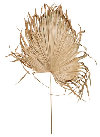 Dried Palm Fan Leaf Stem | Wayfair North America