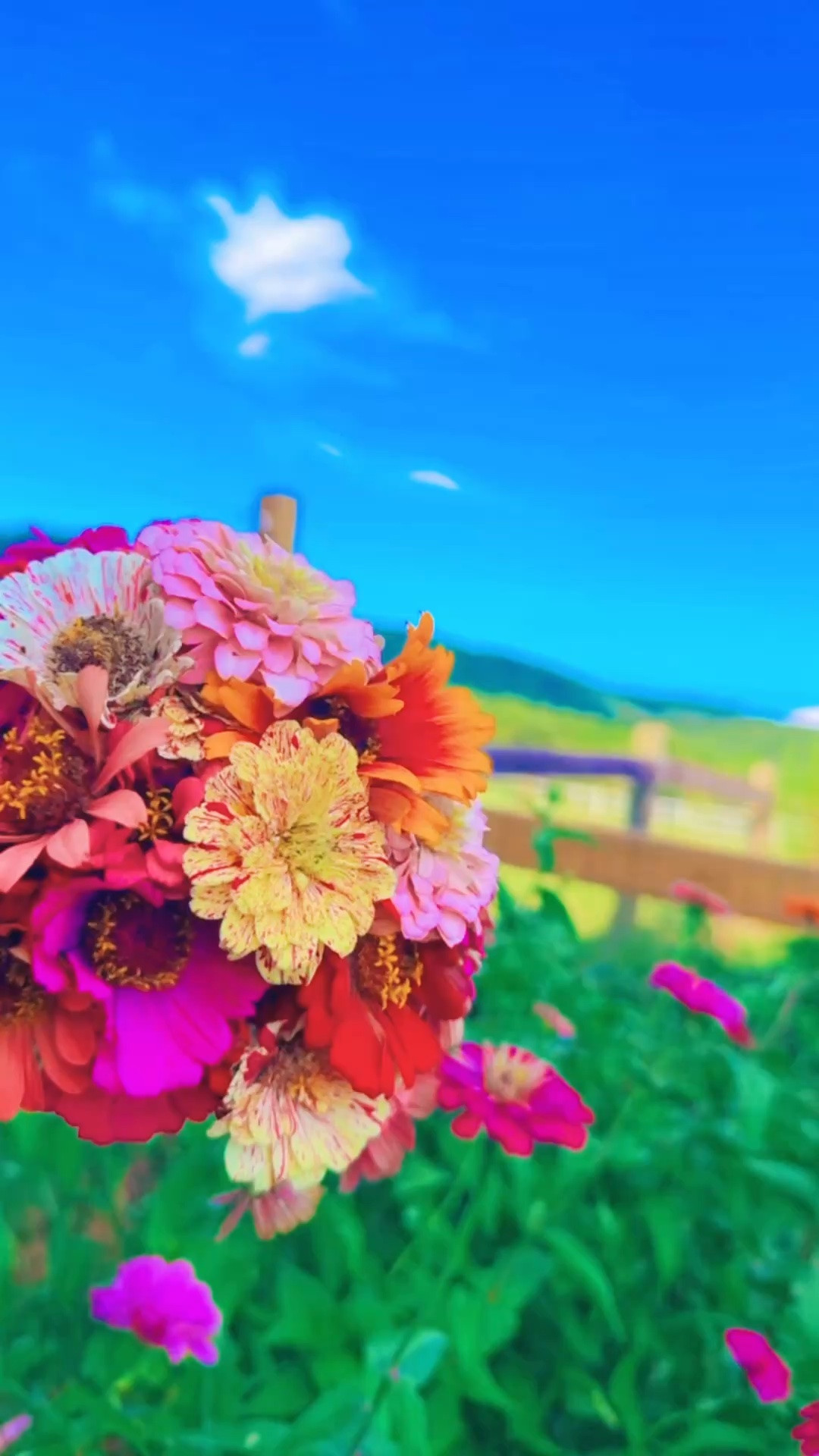 Eek!! Come along with me to pick some bouquets of some Mabry Farm fresh flowers!! 💐🫙🌾🌼