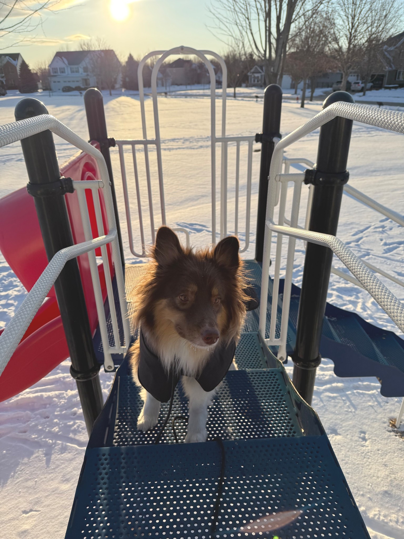 Mango’s first time in snow