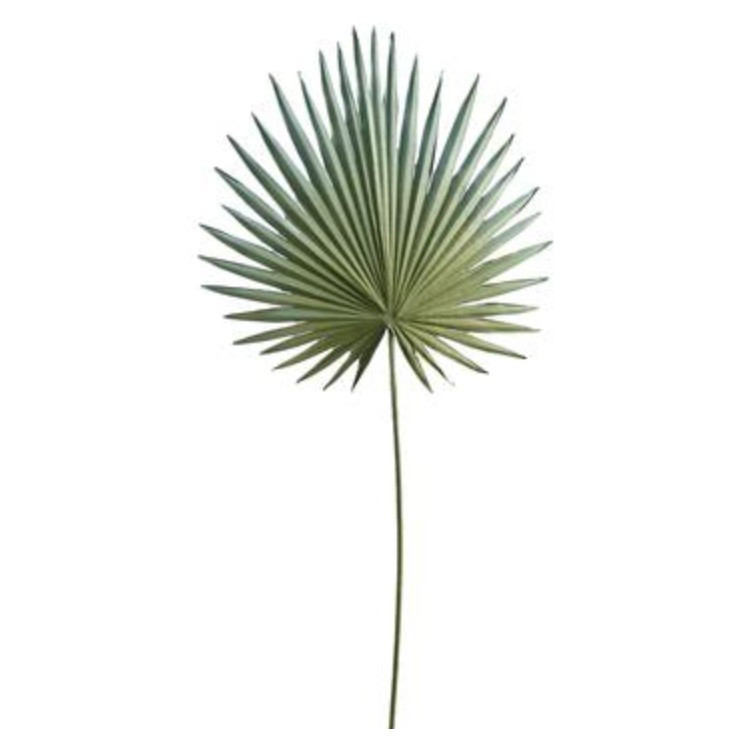 Grey Green Fan Palm | Megan Molten