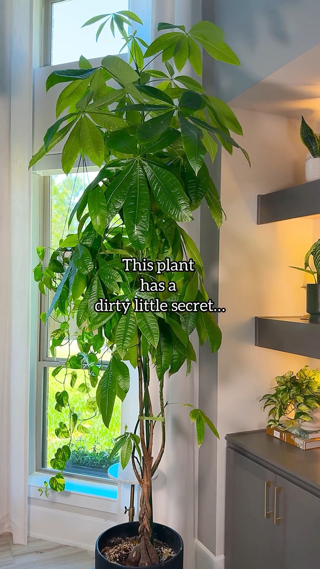 Mealybugs will humble you real quick.

If you see white, fuzzy spots on your plant, don’t ignore it. They spread fast, but you can get ahead of it with a simple routine.

Here’s the safe spray I use:

• 1 quart water, 4 cups
• 1/4 teaspoon Dr. Bronner’s peppermint soap

Shake gently and spray the entire plant. Get under the leaves, along the stems, and into every crevice.

Then wipe the plant down to remove anything left behind.

Repeat every 5 to 7 days until they’re gone.

For heavier infestations, you’ll need something stronger. 

#plantcare #houseplants #planttips #planthelp #mealybugs

#LTKOver40 #LTKHome #LTKSeasonal