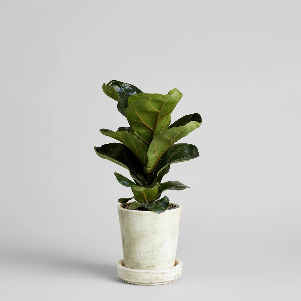 Fiddle Leaf Fig Tree | Bloomist