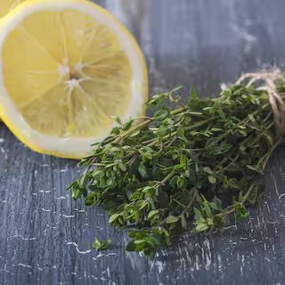 19 oz. Lemon Thyme Herb Plant | The Home Depot