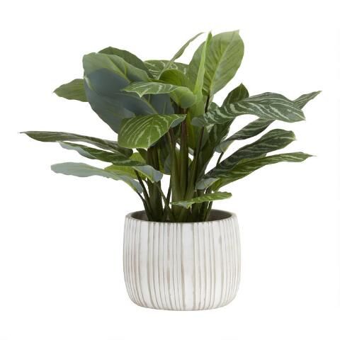 Faux Philodendron Birkin Plant in White Striped Pot | World Market