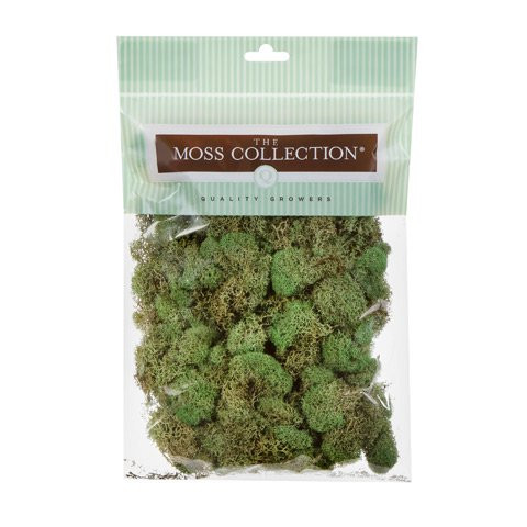 Preserved Basil Green Reindeer Moss, 3.09 Ounces | Walmart (US)