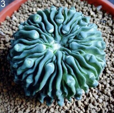 20pcs Mixed Succulent Seeds Lithops Rare Living Stones Plants Cactus Home Plant | eBay US