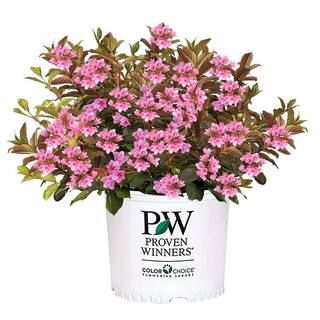 PROVEN WINNERS 2 Gal. Midnight Sun Weigela Shrub with Pink Flowers 18178 - The Home Depot | The Home Depot