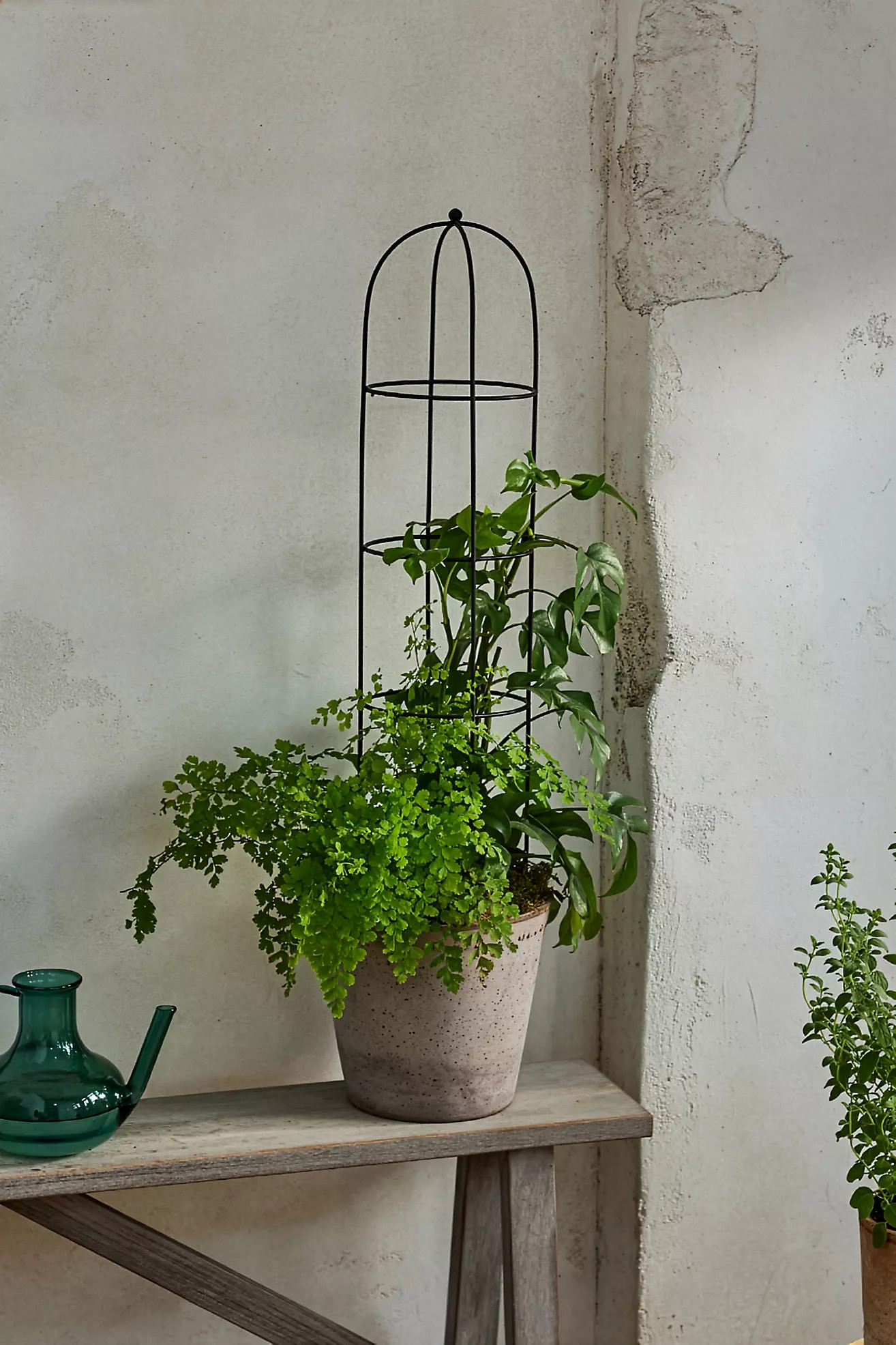 Obelisk Topiary Frame | Anthropologie (US)