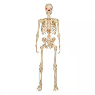 5 ft. LED Pose-N-Stay Skeleton | The Home Depot